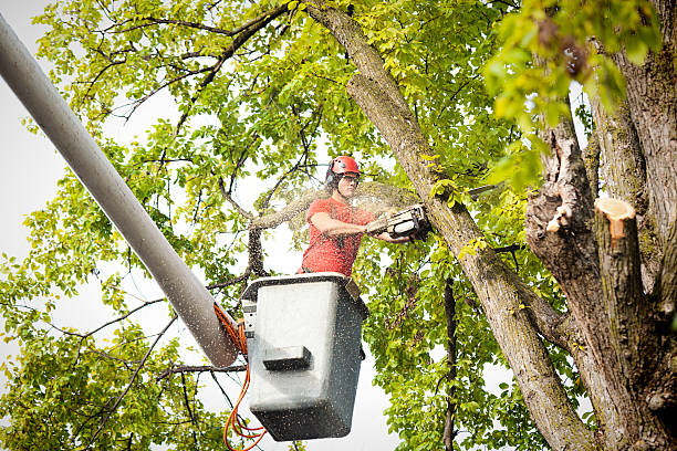 Reliable Tsaile, AZ Tree Services Solutions